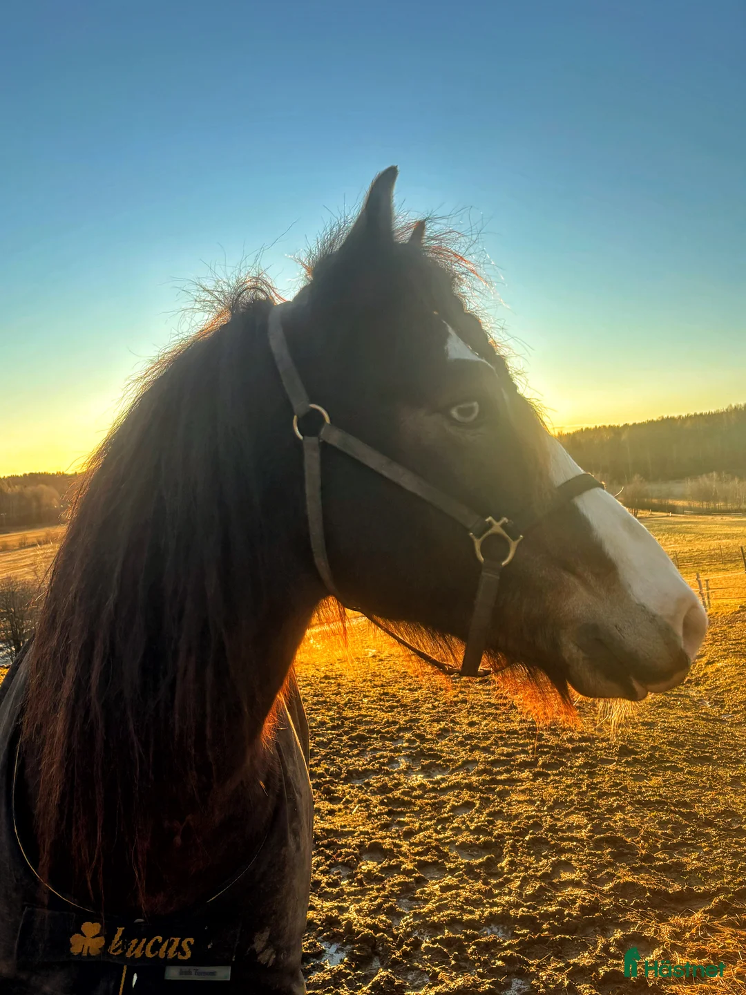 Allround hästar till salu: Snygga Bläsen - hoppar villigt! - Annons 1
