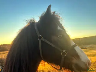 hästar Snygga Bläsen - hoppar villigt! - Annons 19