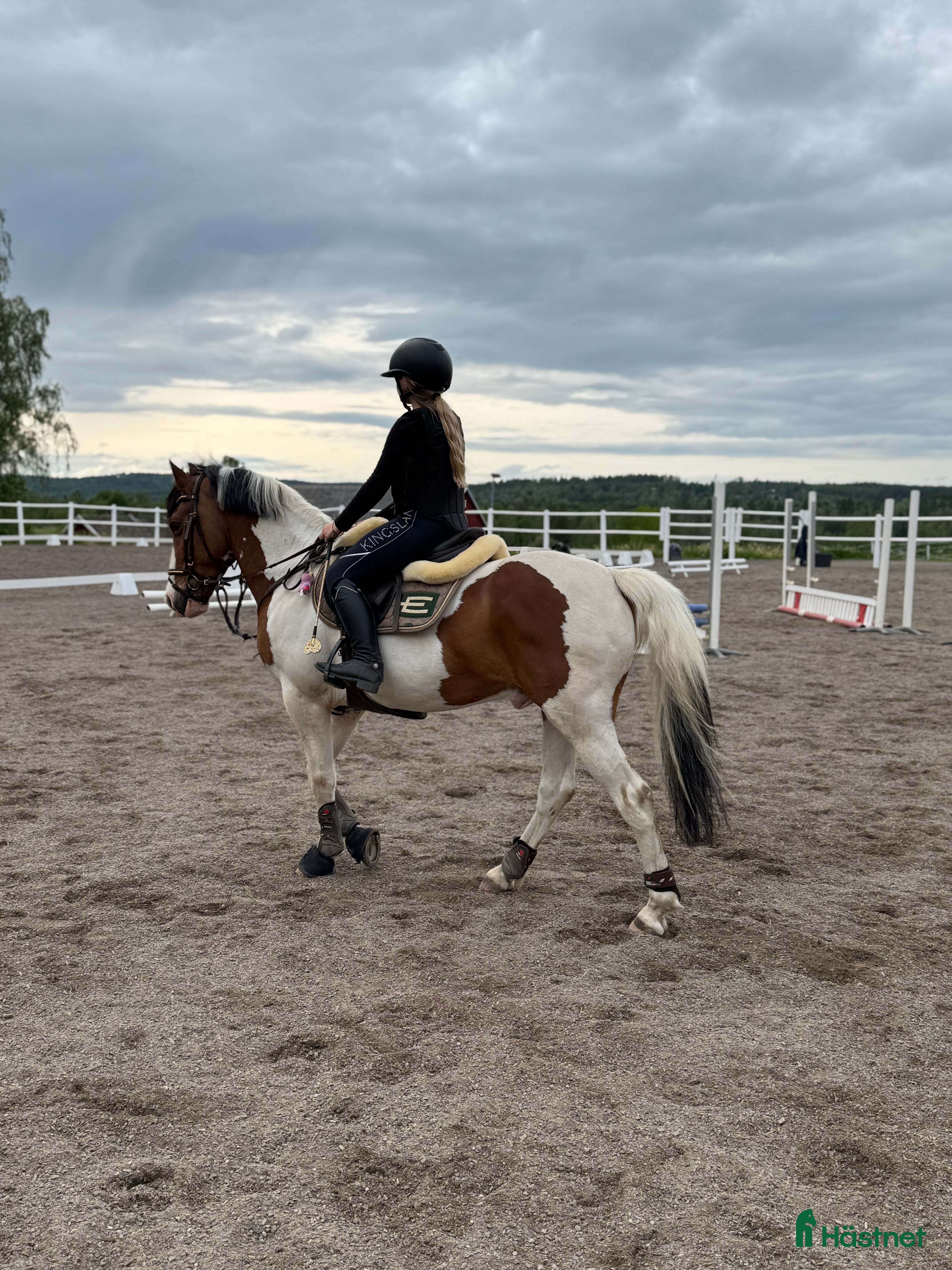  hästar Oslipad diamant för de högre klasserna  i Gränna - Annons 2