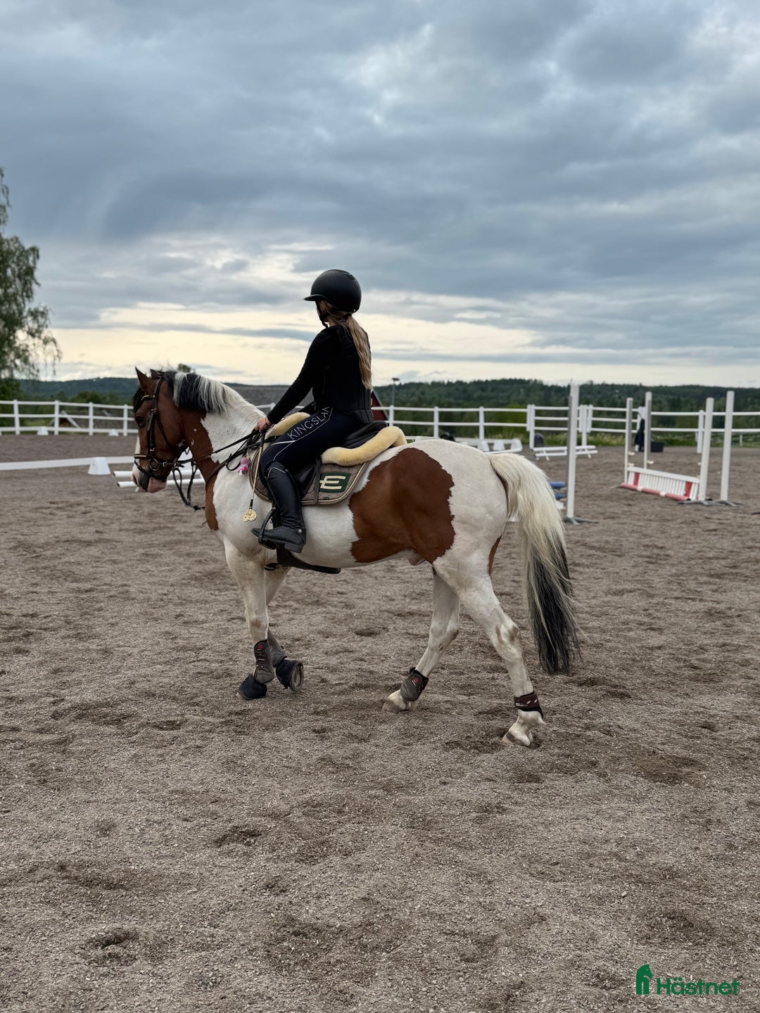 Hoppning hästar till salu: Oslipad diamant för de högre klasserna  i Gränna - Annons 1