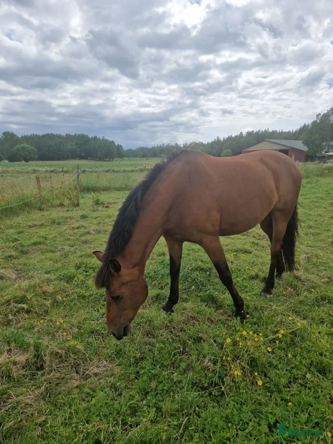 Allround hästar till salu: Vår stjärna Minja - Annons 2