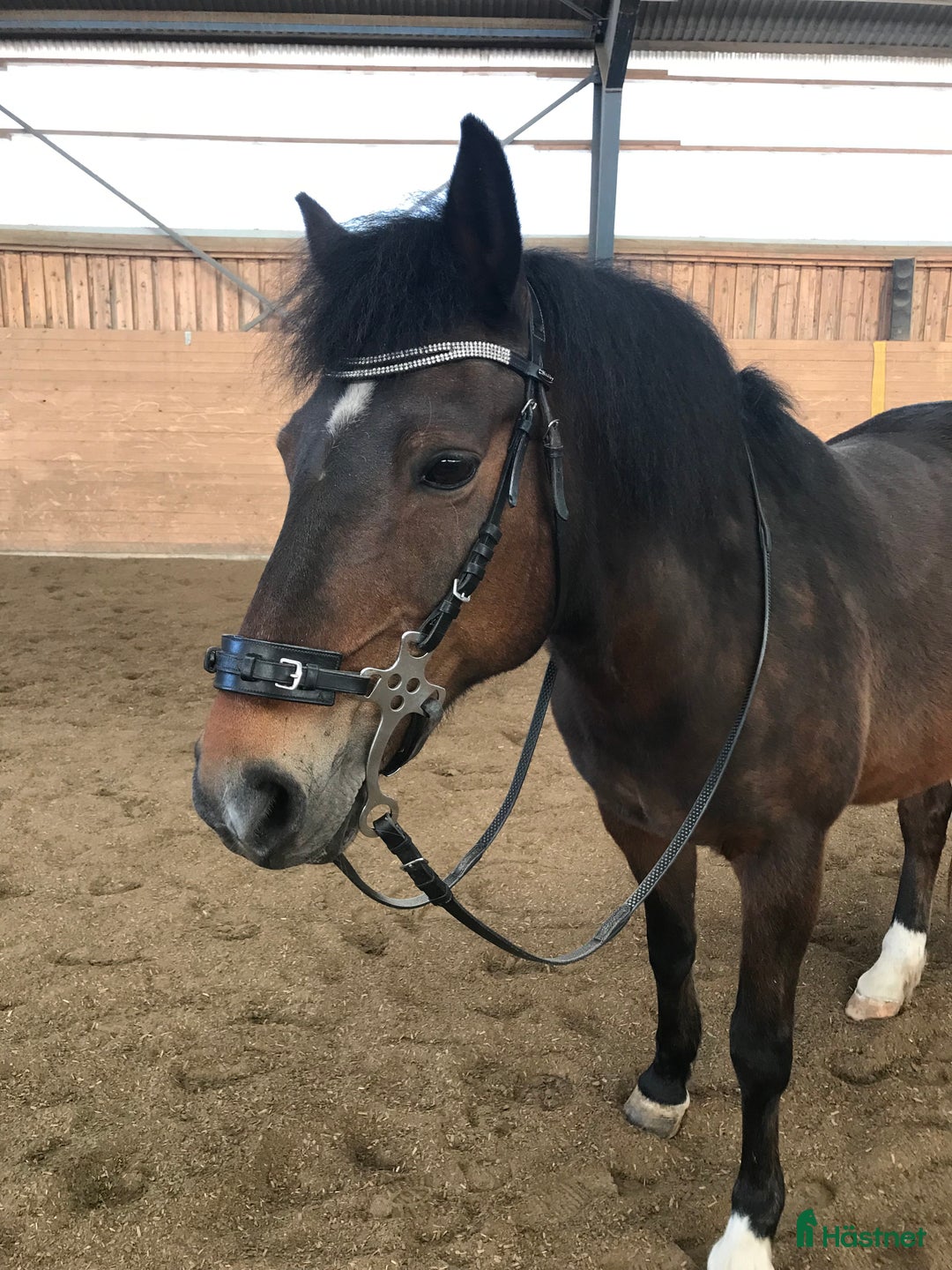  foderhäst finnes: D-ponny letar fodervärd, sällskap/lättare ridning i Tvååker - Annons 1
