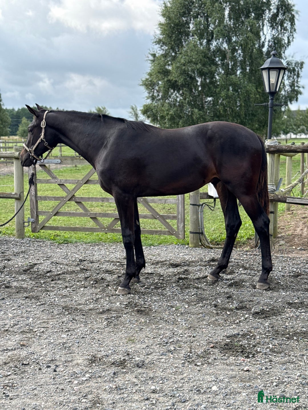 Dressyr hästar till salu: Lovande stjärna för framtiden, hingstämne! i Nybrostrand - Annons 2