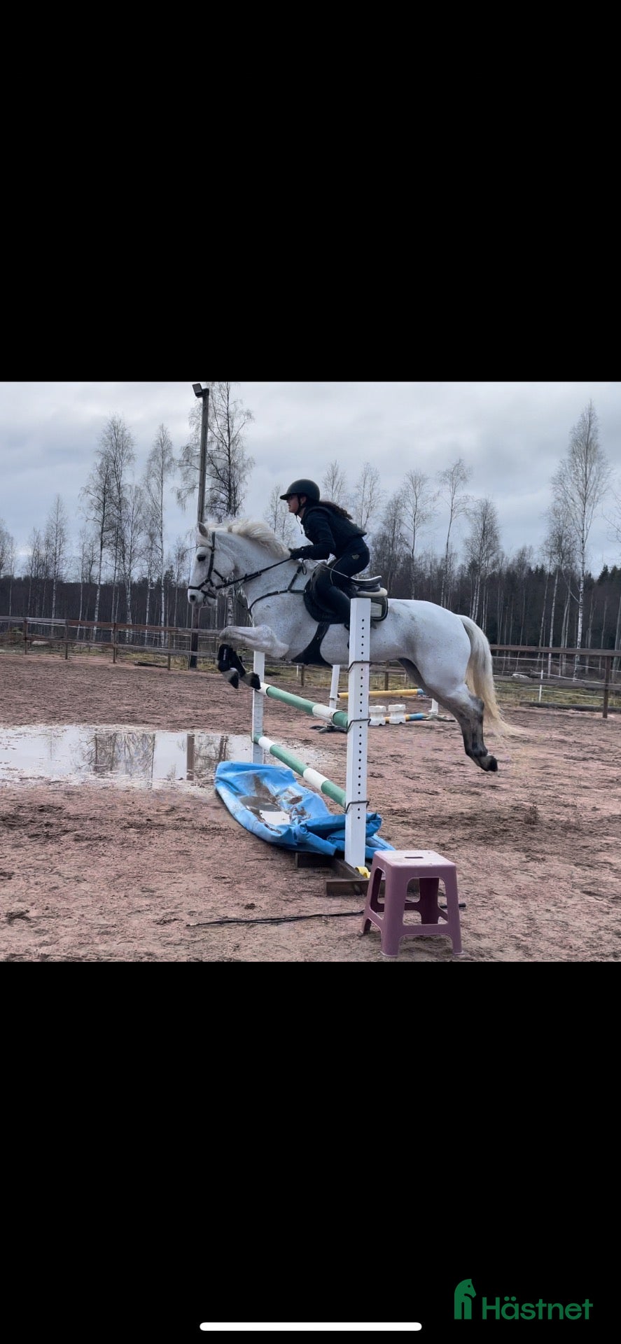  hästar Fin och trevlig allroundponny - Annons 2