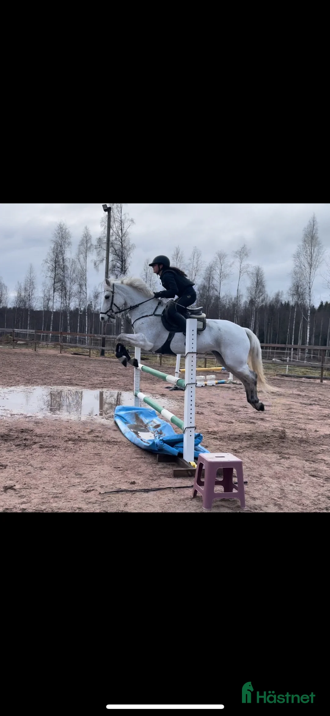Allround hästar till salu: Fin och trevlig allroundponny - Annons 2