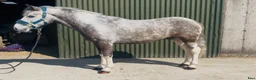 Allround hästar till salu: 6yo gelding 128cm - Annons 12