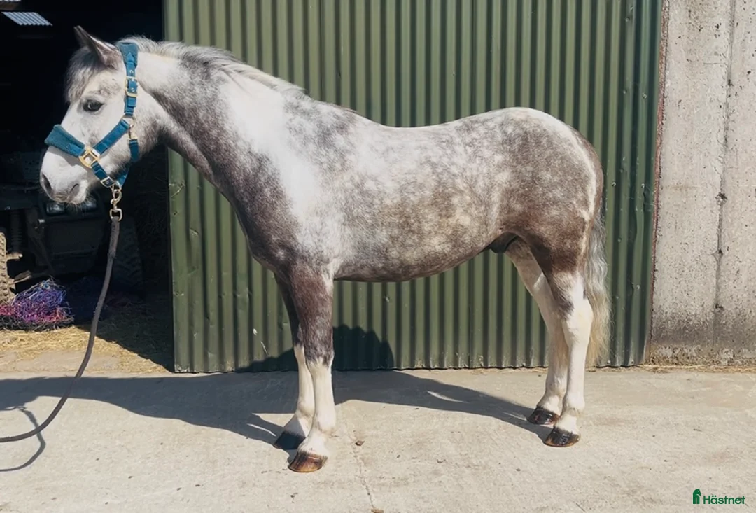 Allround hästar till salu: 6yo gelding 128cm - Annons 12