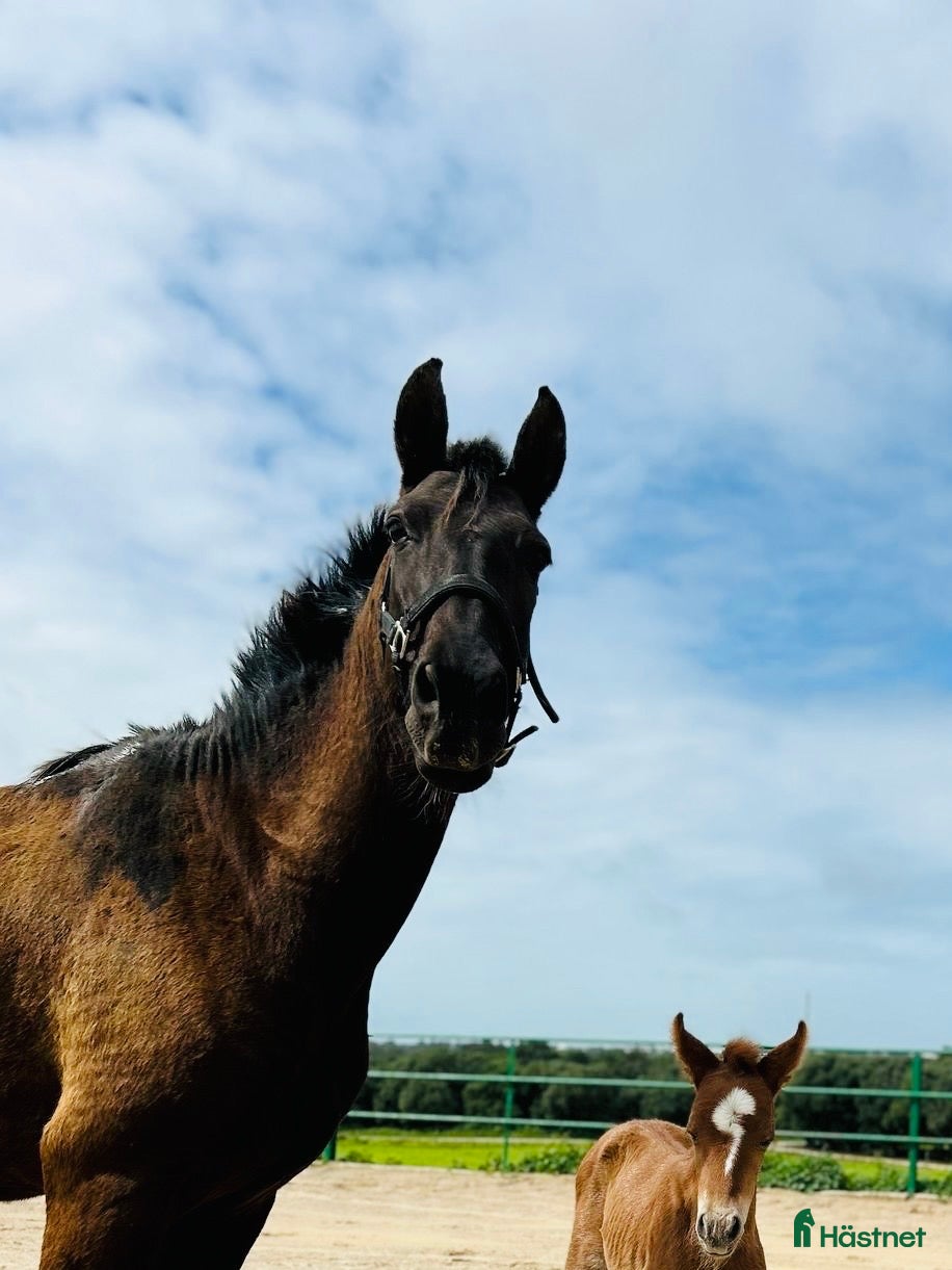  hästar Nätt och lättriden blandrashäst  i Conil de la Frontera - Annons 23