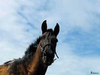 hästar Nätt och lättriden blandrashäst i Conil de la Frontera - Annons 18