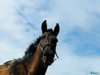 hästar Nätt och lättriden blandrashäst i Conil de la Frontera - Annons 23