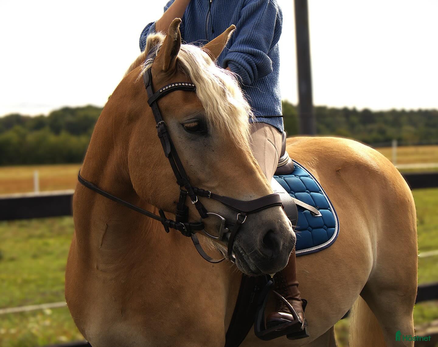  hästar Haflingervalack med stor potenial! i Åled - Annons 8