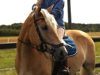 hästar Haflingervalack med stor potenial! - Annons 2