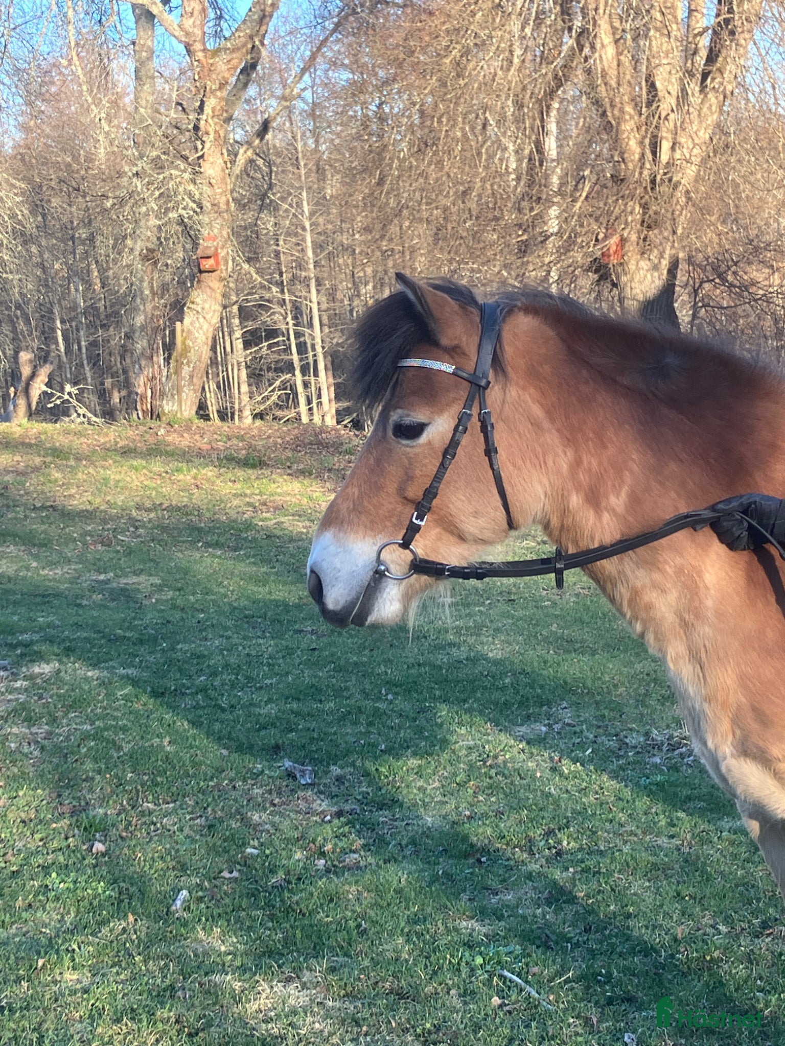  hästar Gotlandsruss - Annons 6