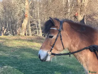 hästar Gotlandsruss - Annons 6