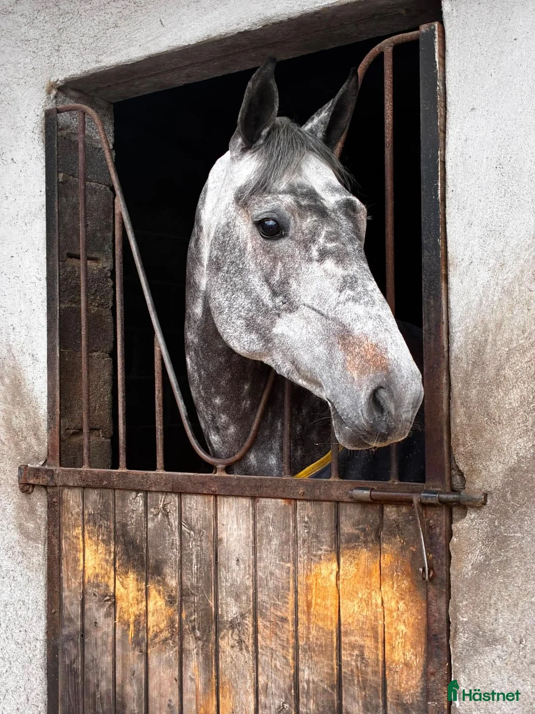 Allround hästar till salu: Stunning Irish mare  - Annons 20