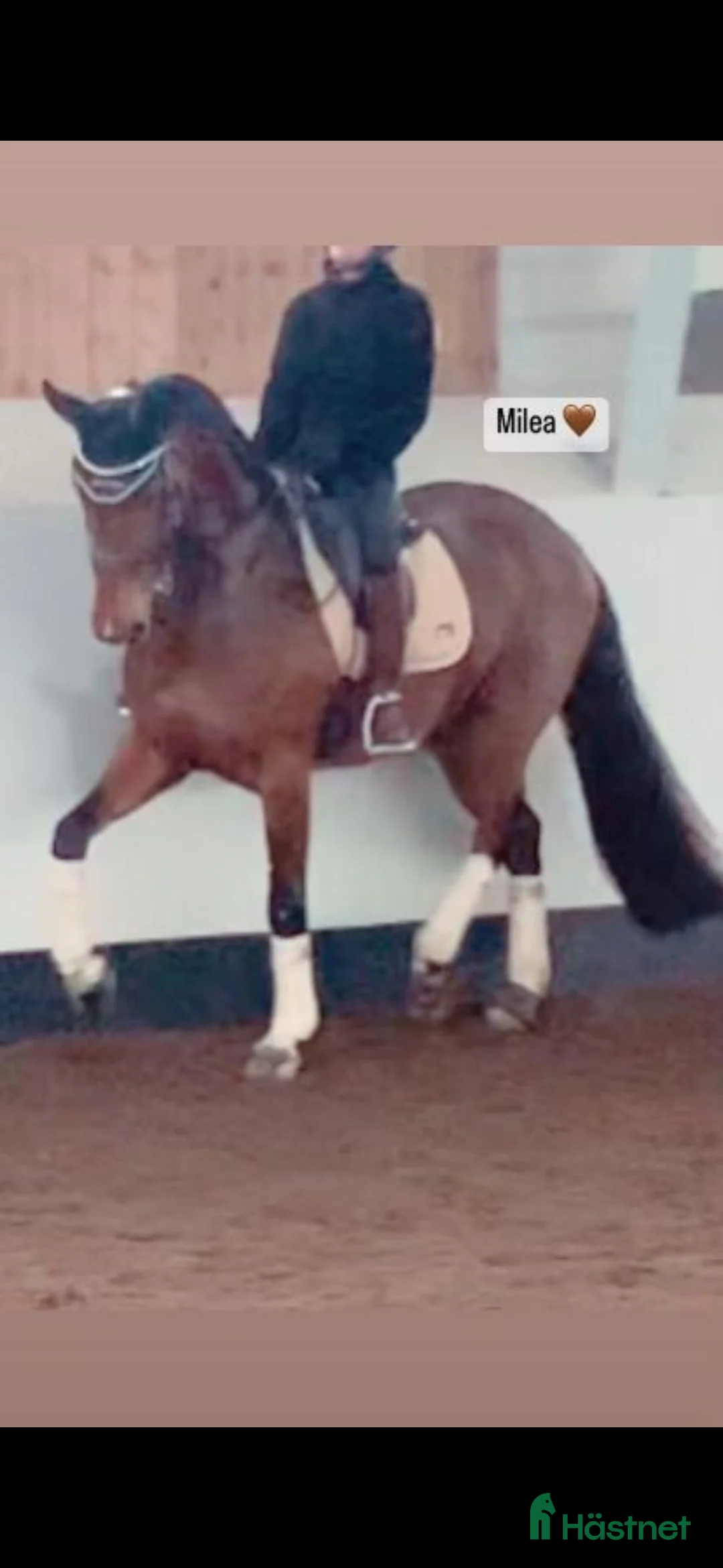 Dressyr hästar till salu: Passa på!! Dressyr löfte med högt meriterad stam! - Annons 10