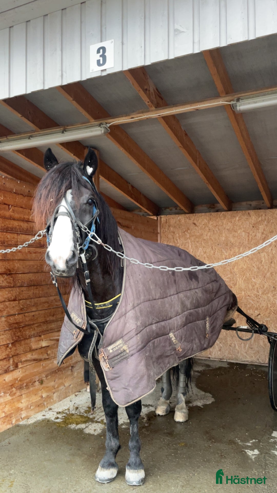 Trav hästar till salu: Kaldblodstraver selges i Harstad - Annons 1