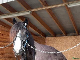 Trav hästar till salu: Kaldblodstraver selges i Harstad - Annons 1