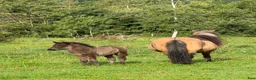 Island hästar till salu: Piggt och framåt hingstföl beräknad BLUP 107,5 - Annons 4