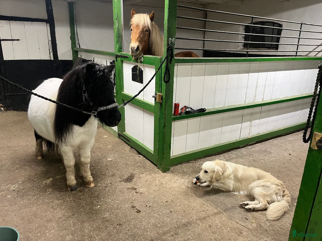  stallplats finnes: Boxplats på vackra Högsmölla, Furulund  i Kävlinge - Annons 7