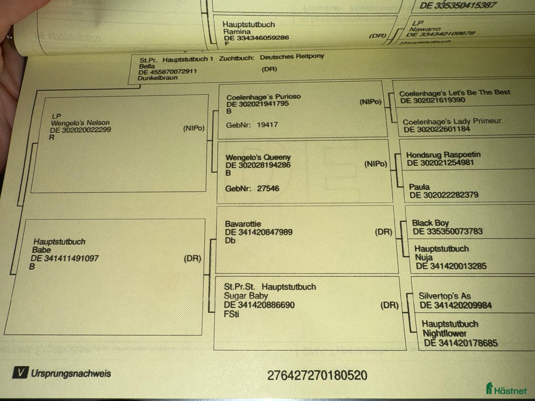 Dressyr hästar till salu: 🌟Smuk og dobbelt talentfuld ponyhoppe sælges 🌟 i Tune, Själland - Annons 4