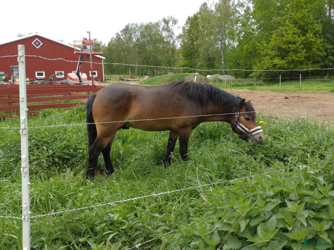 Sällskap hästar till salu: Ponny till vuxen/ sällskap  - Annons 5