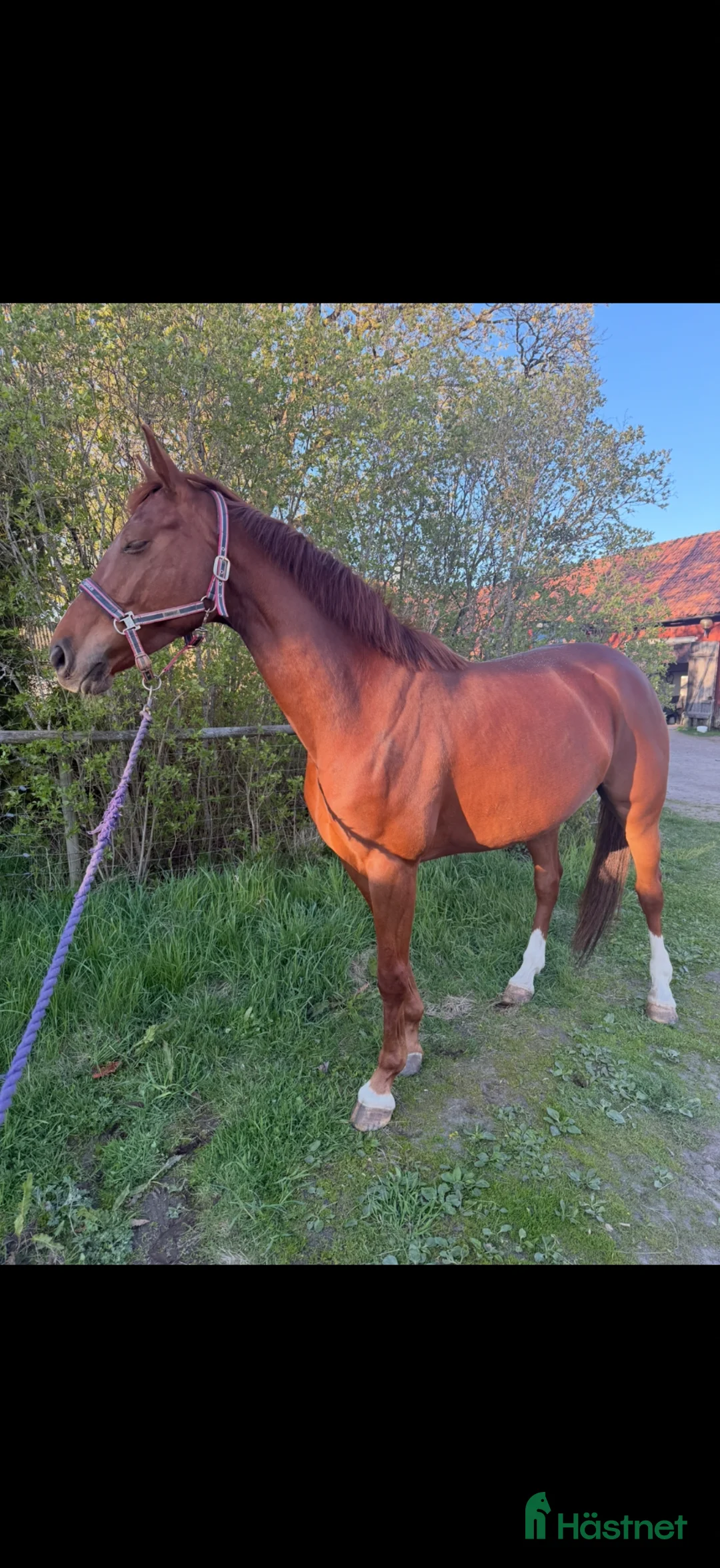 Allround hästar till salu: Projekt/ avel  i Kristinehamn - Annons 2