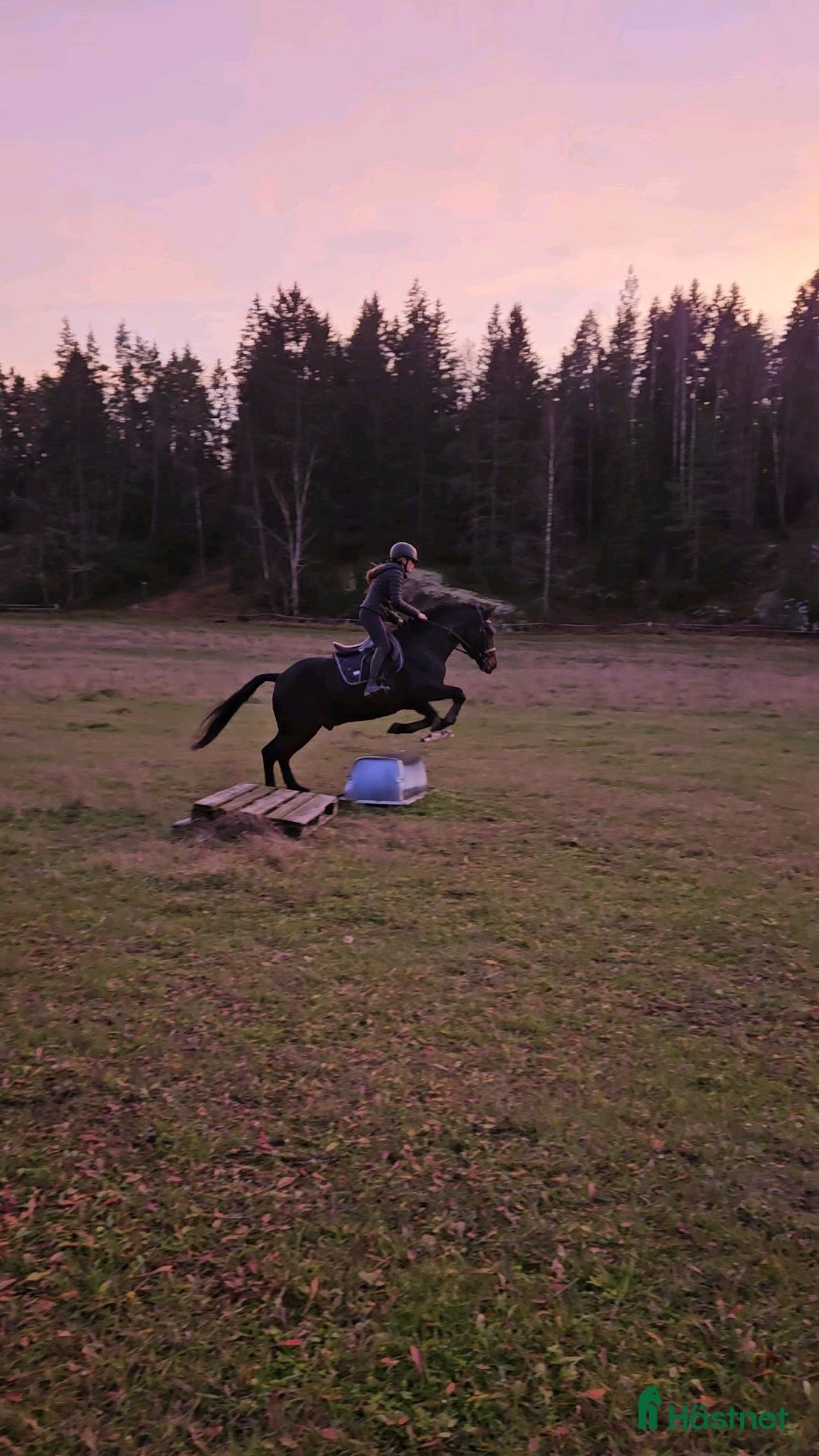 Allround hästar till salu: Härlig allroundponny i Sparreholm - Annons 2