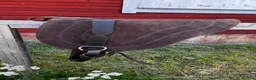 Övrig Hästutrustning hästutrustning till salu: Parellipaket: Bareback pad, repgrimma, carrotstick - Annons 2