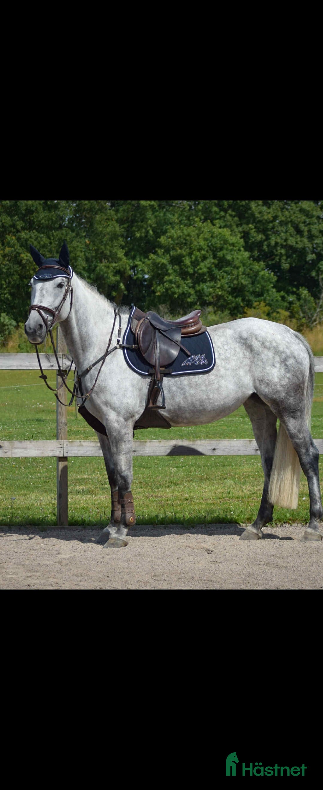 Avelshästar hästar till salu: 7 årigt sto med hoppstam  i Kallinge - Annons 2