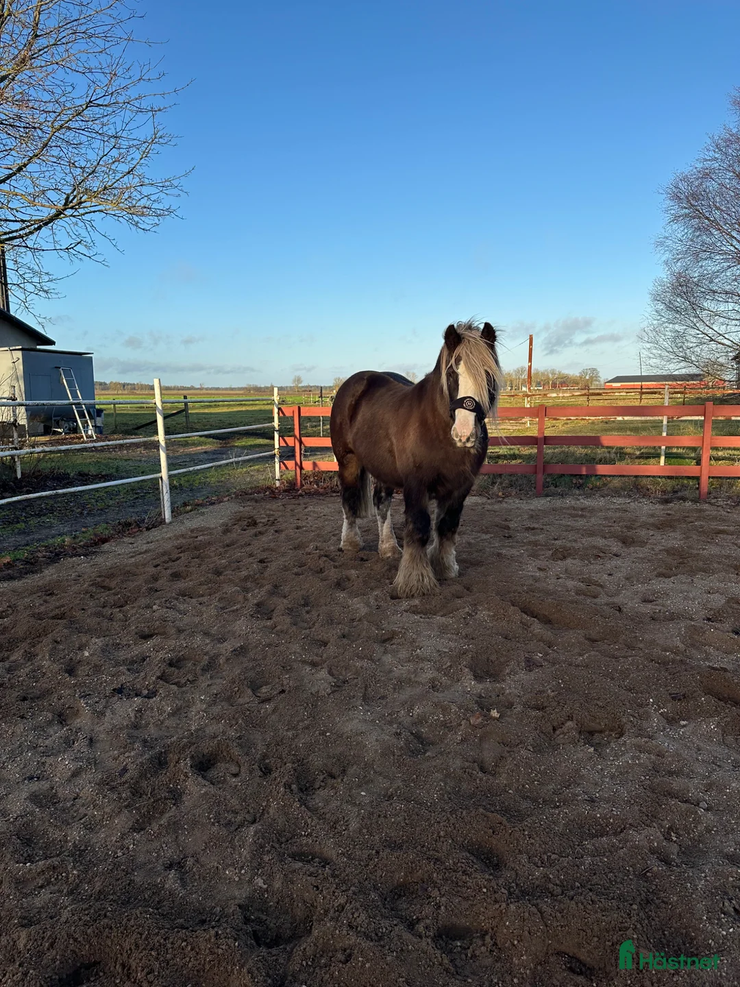 Allround hästar till salu: Vacker Irish Cob valack - Annons 2