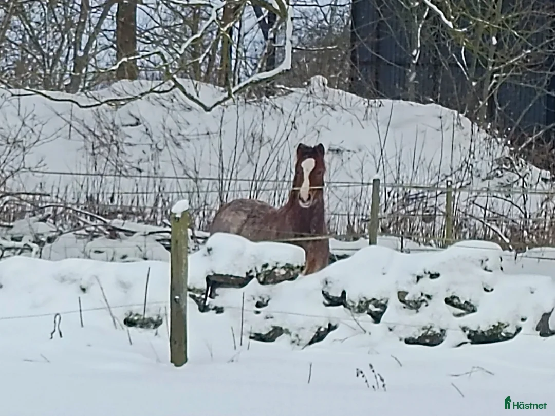 Allround hästar till salu: Welsh mountain hingst  - Annons 2