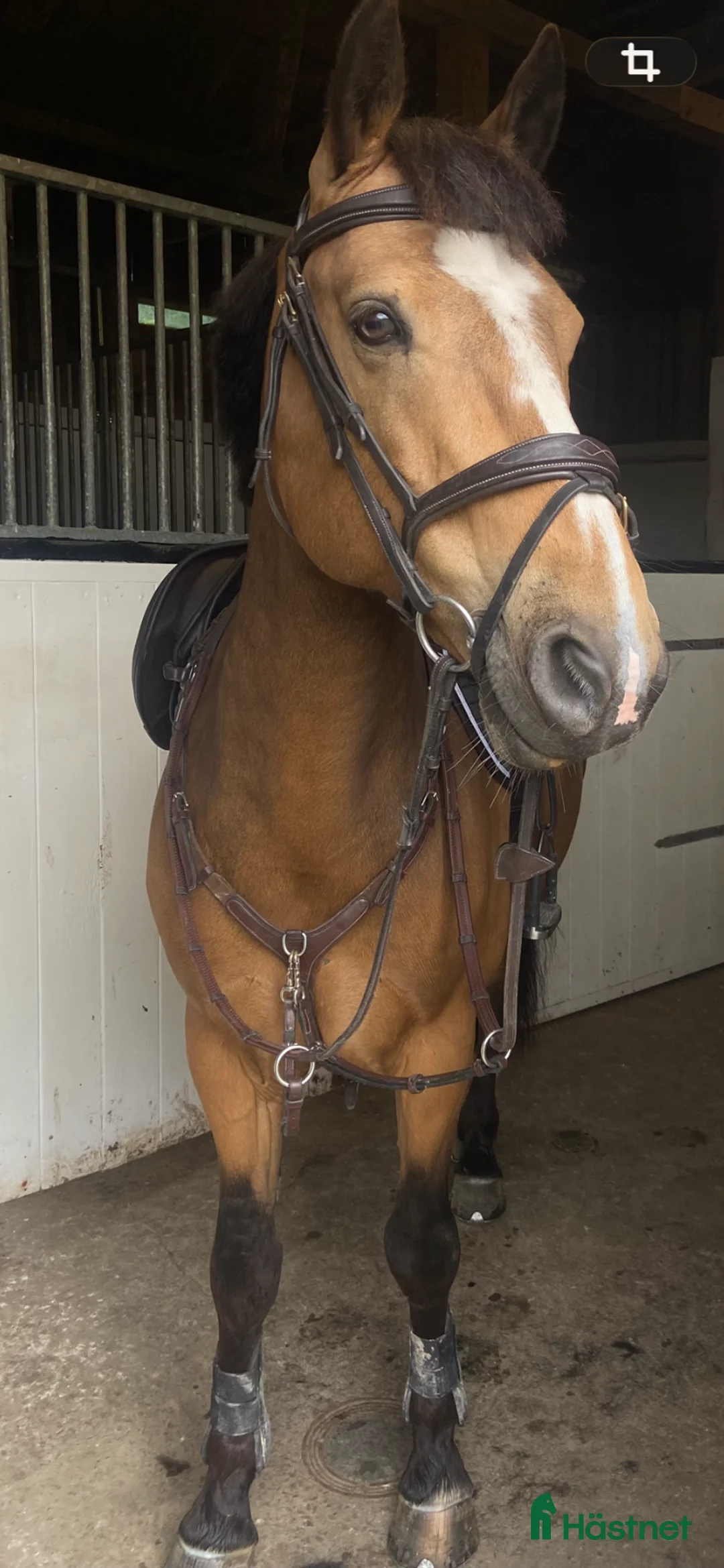 Övrig Hästutrustning hästutrustning till salu: Broderad Iconic Förbygel i Rävlanda - Annons 4