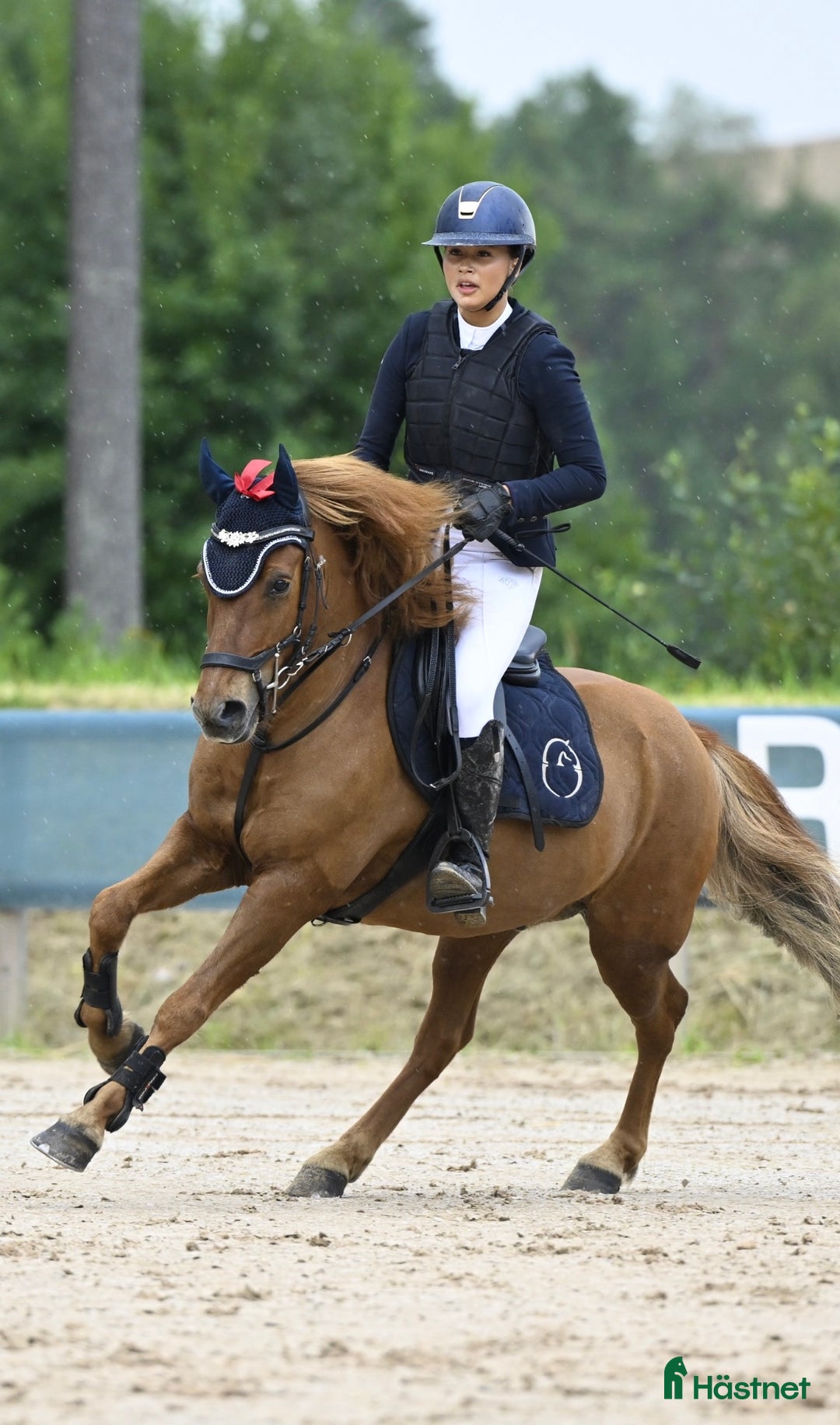 Allround hästar till salu: Arre söker ny kompis för nya äventyr! i Västerås - Annons 2