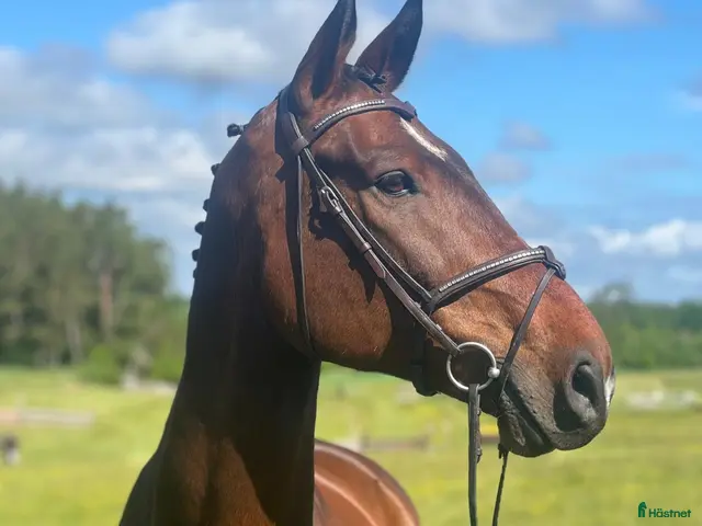 hästar Trygg, Snäll kompis i alla grenar⭐ - Annons 5