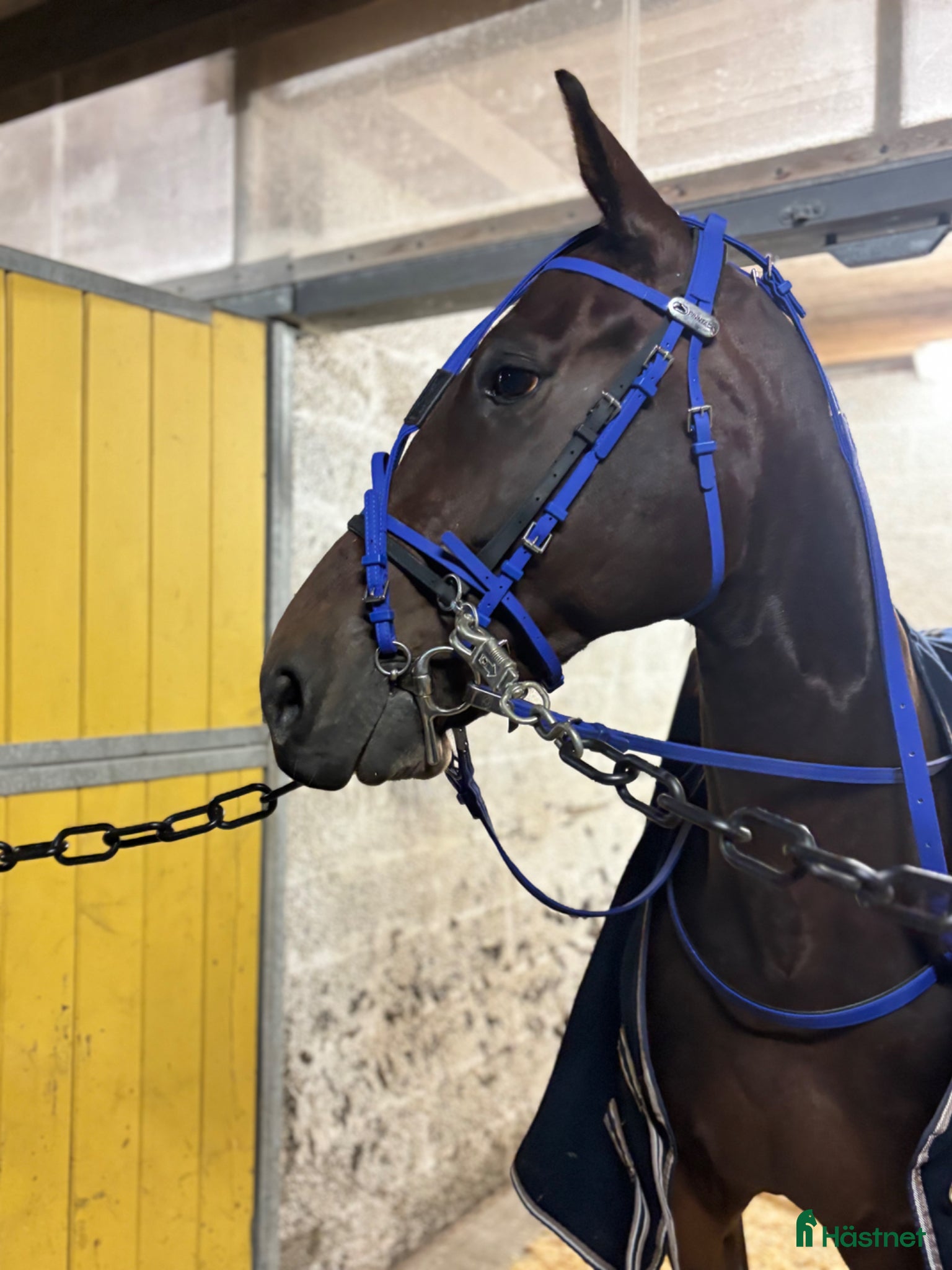  hästar Starthästar/Ridning/monté - Annons 1