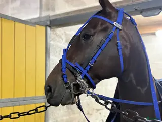 hästar Starthästar/Ridning/monté - Annons 1