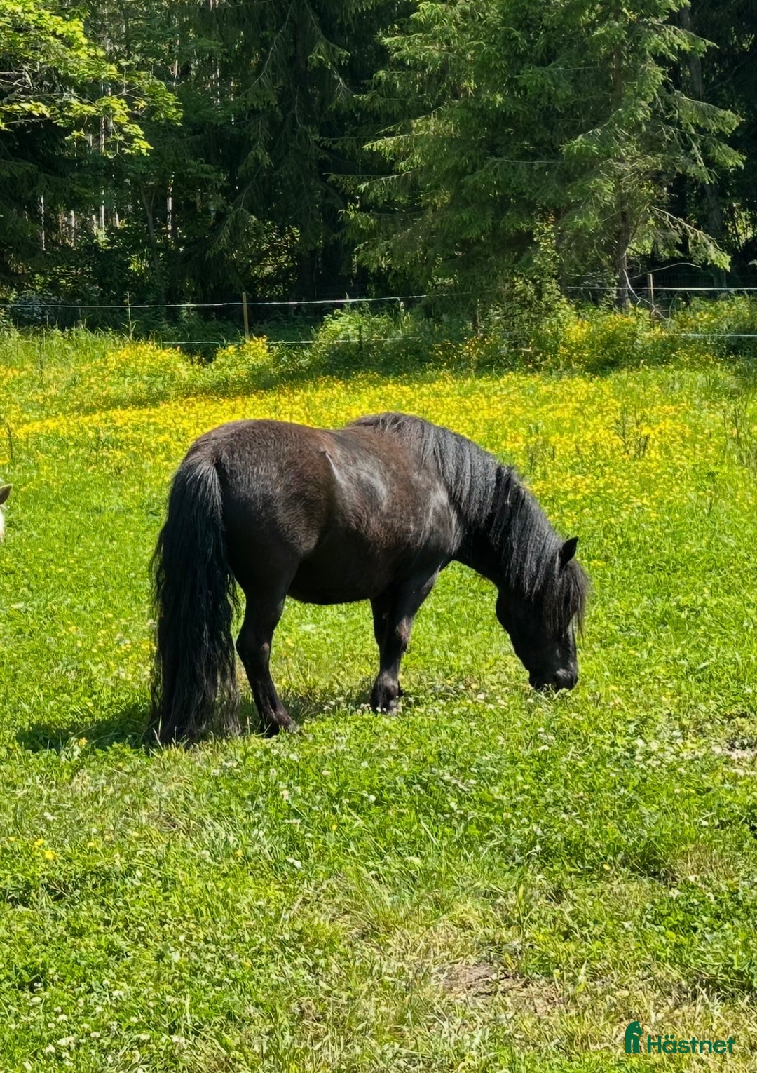 Körning hästar till salu: Shetlandsponny  i Arboga - Annons 2