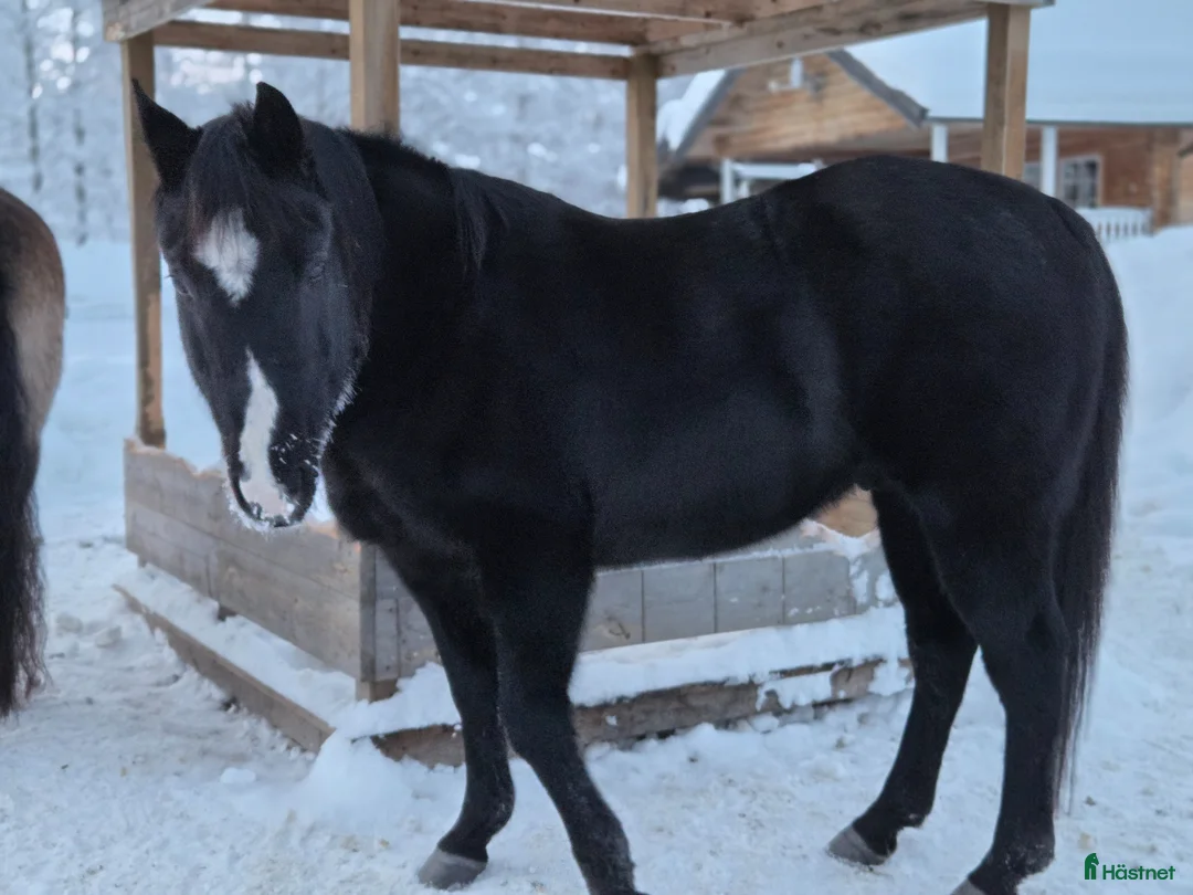 Allround hästar till salu: Trevlig valack  i Älvdalen - Annons 4