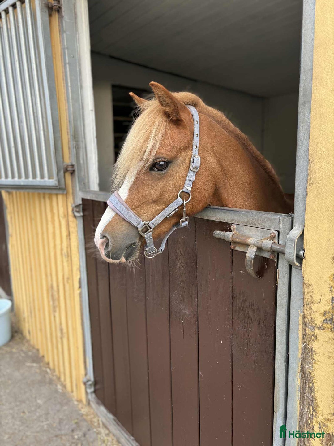 Allround hästar till salu: Vacker och lättlärd ponny till salu - Annons 3
