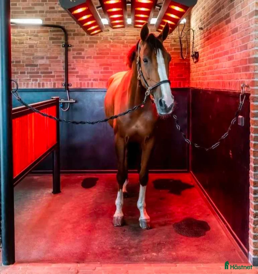 Övrig utrustning övrig utrustning till salu: Nytt Solarium - Annons 3