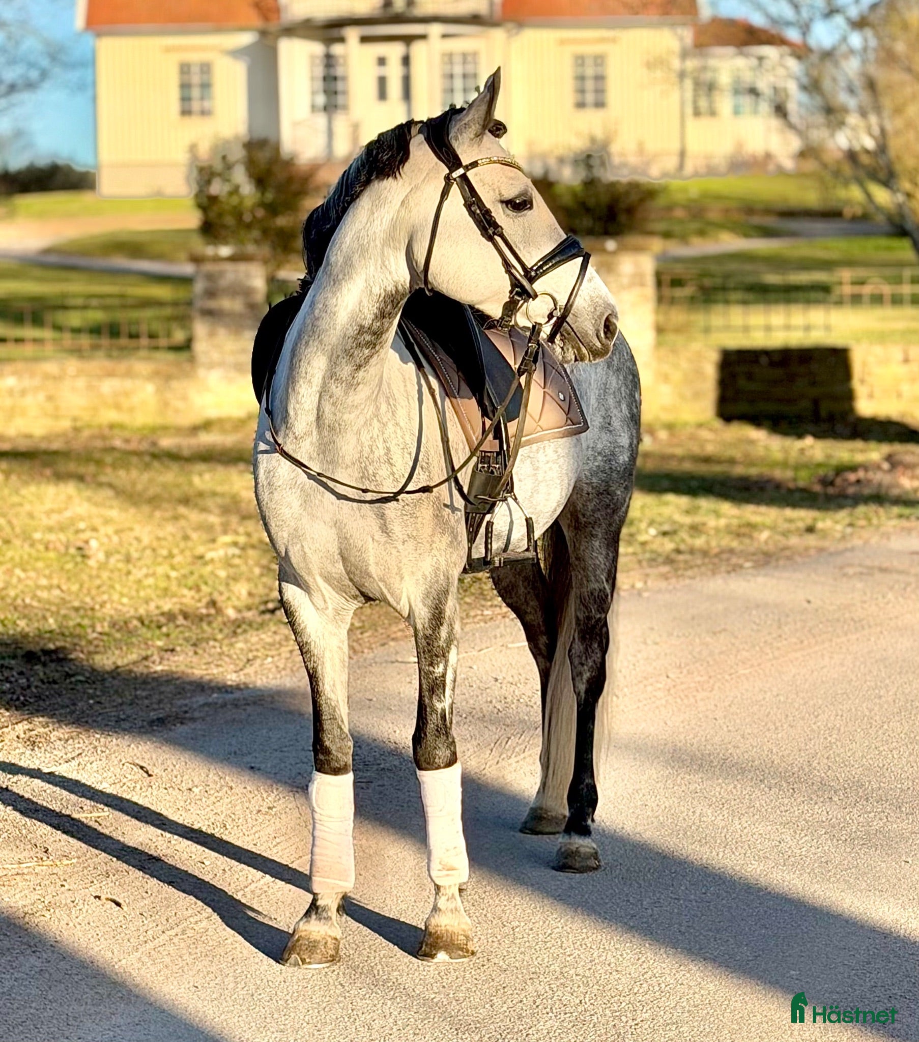  hästar Flott dressyrponny  - Annons 2