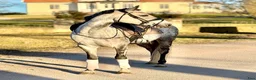 Dressyr hästar till salu: Flott dressyrponny  - Annons 2