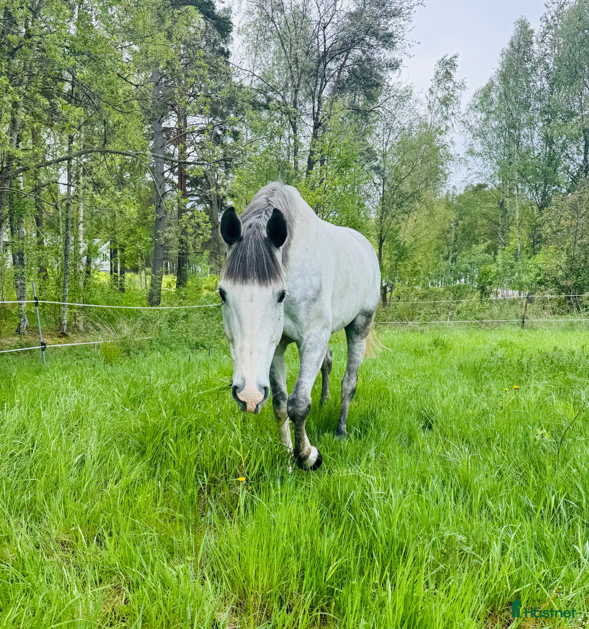  hästar Talangfull hopphäst till salu! - Annons 1