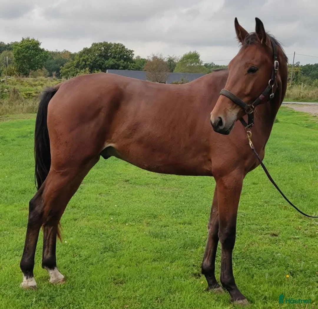 Dressyr hästar till salu: Dressyrhäst som kan hoppa - Annons 2