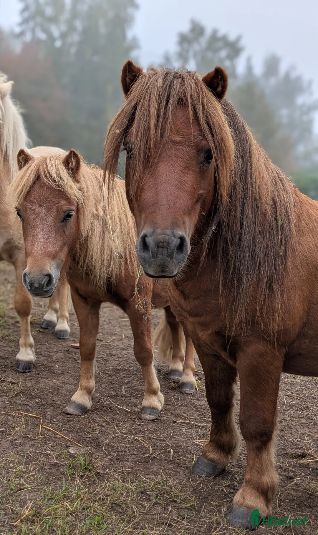 Allround hästar till salu: Ridet och kört sto+unghingstar  i Katrineholm - Annons 2