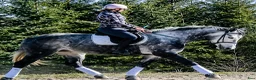 Allround hästar till salu: Super smart grey Beauty - Annons 3
