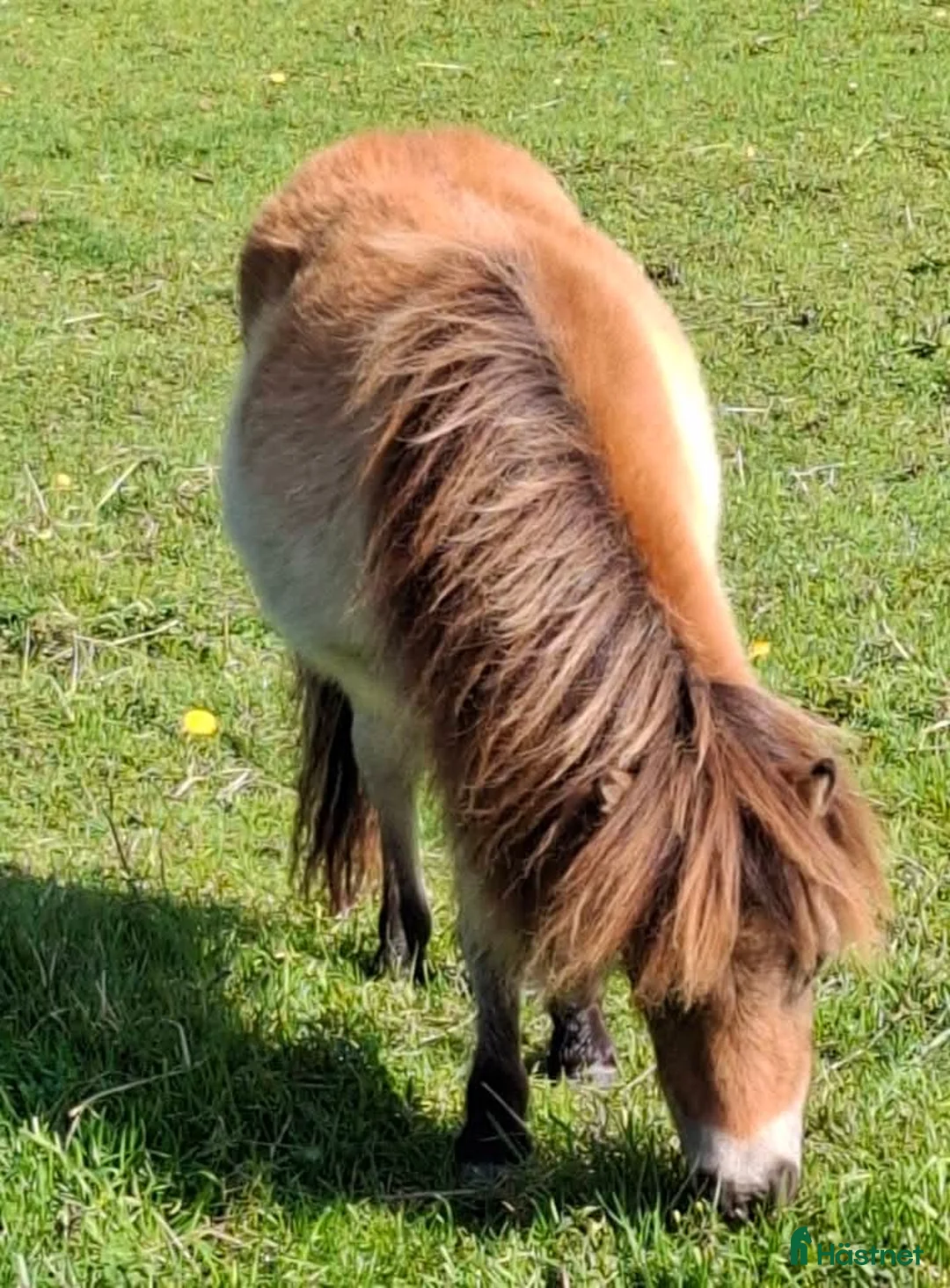 Allround hästar till salu: Minst i Sverige? 2 års sto  - Annons 3