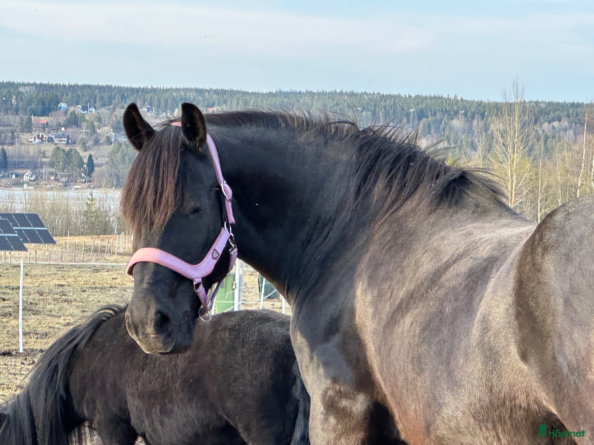  hästar Snällaste tryggaste Tora - Annons 1