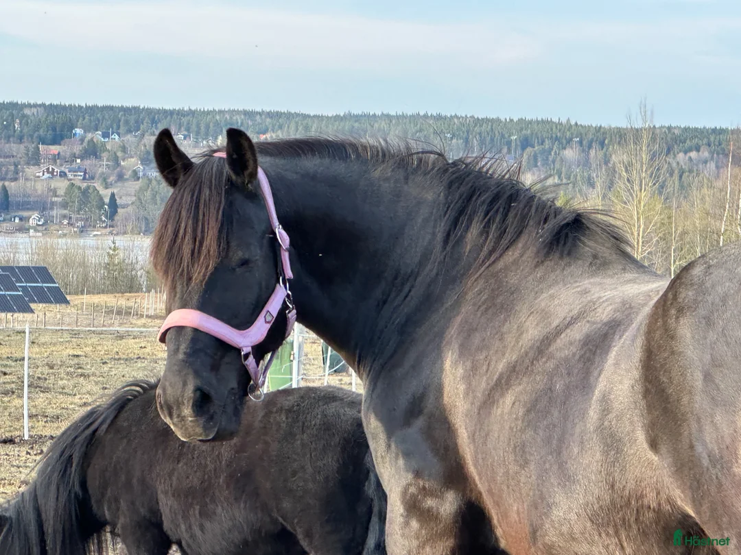 Sällskap hästar till salu: Snällaste tryggaste Tora - Annons 1
